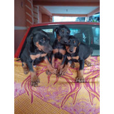 Cachorros Doberman Calidad