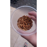 Larvas De Tenebrio Molitor 100 Larvas 