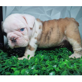 Cachorros Bulldog Ingles 