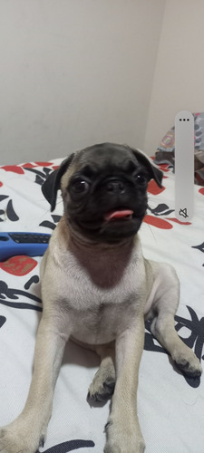 Perro Pug 