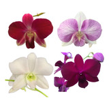 Kit 10 Denphals (variados) - Entrega Imediata