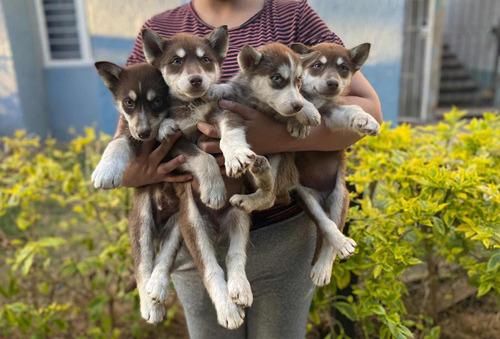 Husky Siberiano Rojo