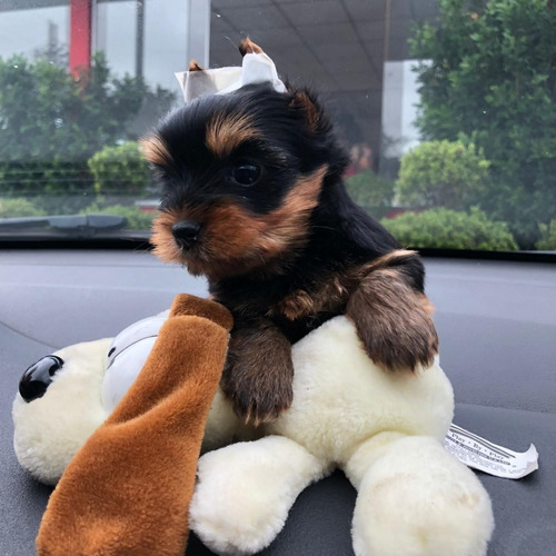 Yorkshire Machos Cãozinho De Bolsa Presentão Entrego Hoje