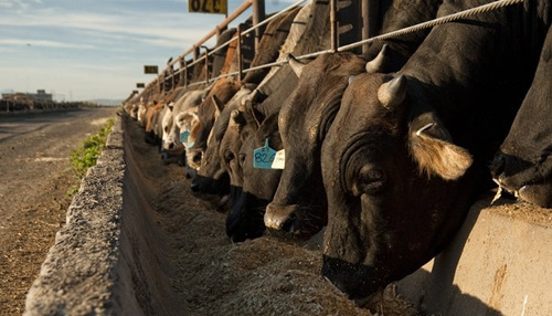 Corrida Financiera Para Proyecto Engorda De Bovinos