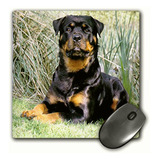 3drose 8 X 8 X 0.25 Inches Mouse Pad, Rottweiler (mp_500_1)