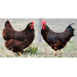 24 Ovos Férteis Galinha Rhode Island Red - 100% Raça Pura