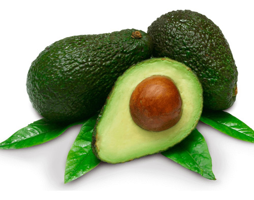 Arbol Palta Hass Frutal Orgánico - Medium - Envíos