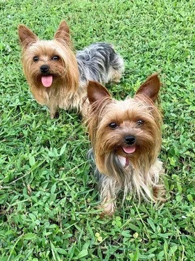 Minis Yorkshire Terrier 