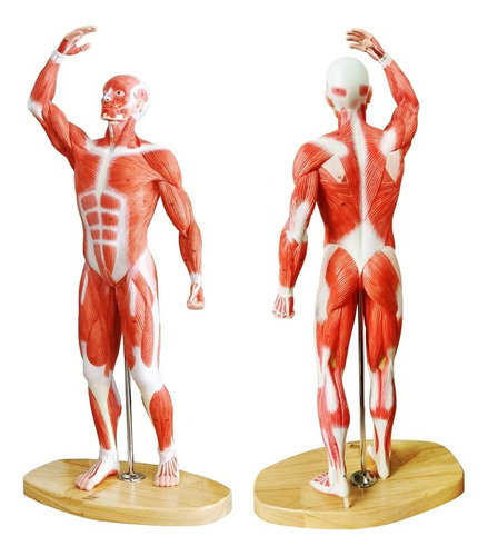 Evotech Human Muscle Model-20  Modelo De Sistema Muscular En