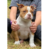 American Bully Con Registro Pedigree