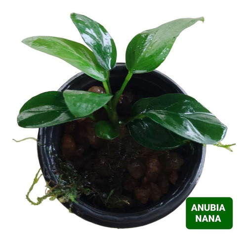 Anubia Nana Linda  Planta P/ Tronco Pedra Aquario Plantado