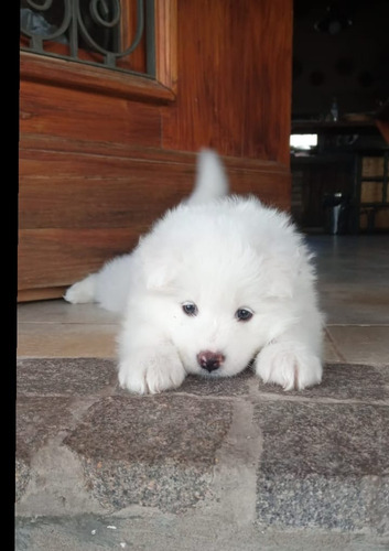 Cachorros Samoyedo