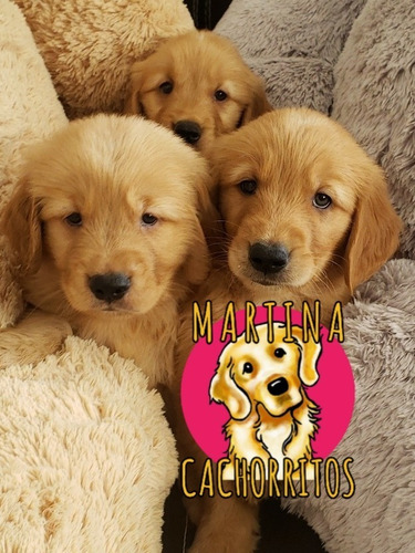 Cachorros Golden Machitos Puros - Martina Cachorritos