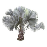 Palmera Bismarckia Nobilis 65lts 