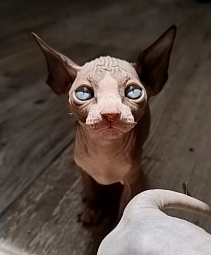 Gatos Esfinge Sphynx, Egipcio Sin Pelo Calvos 