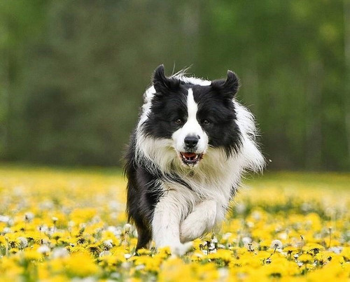 Border Collie Linaje  Importado 1332