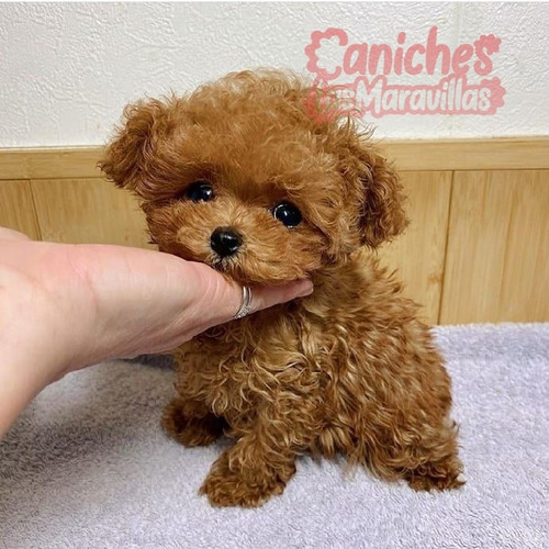 Cachorro Caniche Rojo Pimentón 008