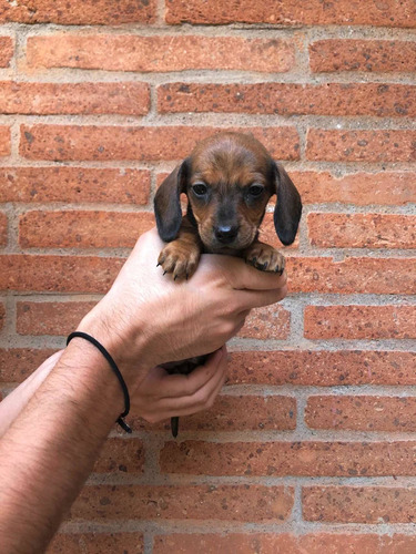 Espectaculares Salchichas Dachshund Mini