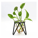 Terrario Para Plantas Con Soporte De Metal Maceta