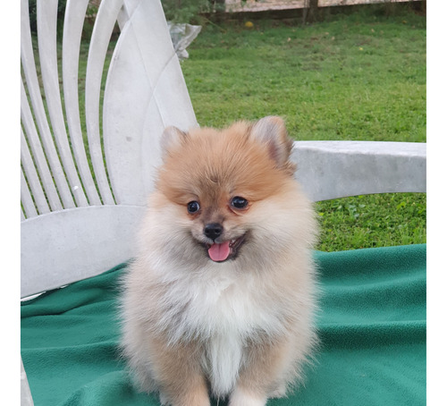 Cachorro Pomerania Macho