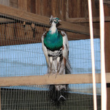 Aves Ornamentais Pavão Arlequim Casais