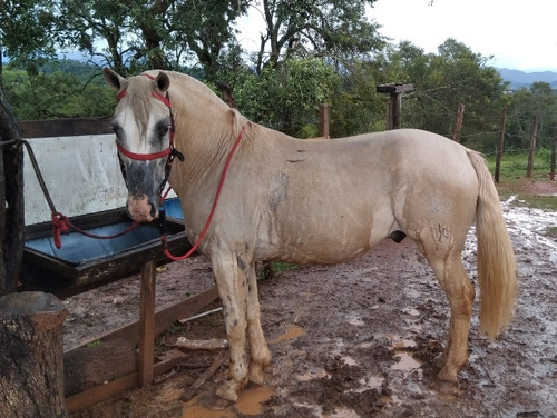 Cavalo Crioulo Manso Bom Pra Lidar Com Gado 
