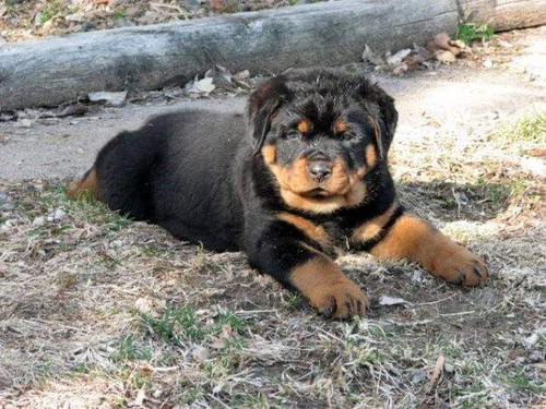 Rottweiler Cachorros S