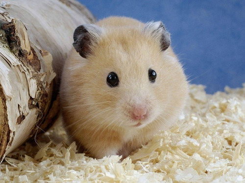 Hamster Sírio 