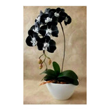 Orquidea Negra (black) 50 Semillas