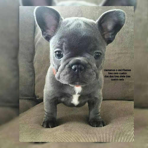 Hermoso Bulldog Francés Blue 