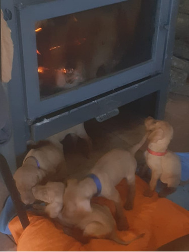 Cachorros Machos Vizla ( Braco Húngaro)