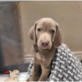 Cachorros Weimaraner Hembra Disponible Garantizado