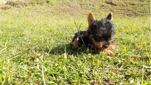 Yorkshire Terrier Criadero Mascotas Medellin