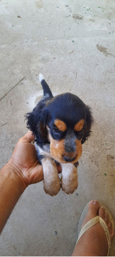 Filhotes De Cocker Spaniel Inglês Fêmea - Rio De Janeiro 