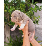 Filhotes Machos E Femeas De American Bully