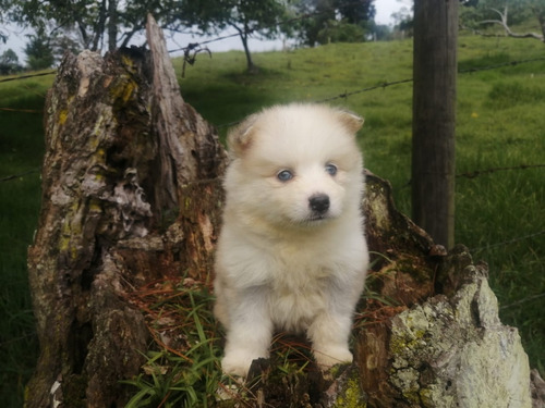 Hermosos Cachorros Posmky Miniatura Lobo Mini Perros Mascota