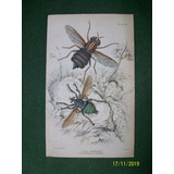Insecto  Asilus Abdominalis  Grabado De Edimburgo De 1833