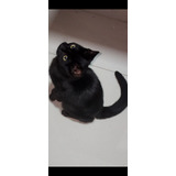 Gatito Negro Mascota - Adopcion