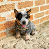 Cachorros Pastor Australiano 