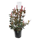 Photinia Frasseri     Arbusto Para Cerco 10lts