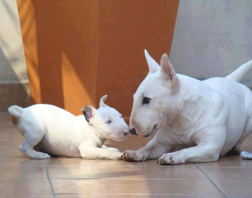 Bull Terrier Os Mais Lindos Filhotes 