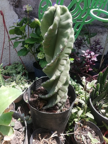 Cactus Cereus Espiralado