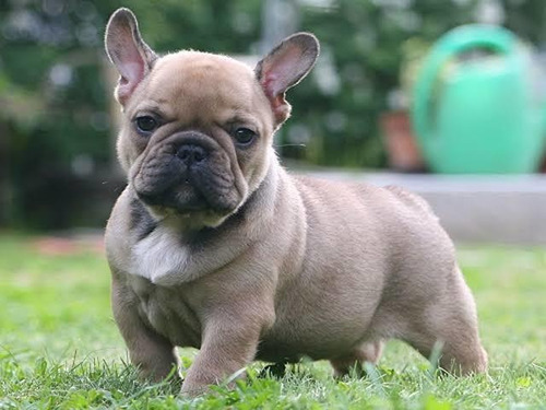 Cachorros Bulldog Francés Con Pedigree Azul Incluído 