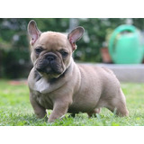 Cachorros Bulldog Francés Con Pedigree Azul Incluído 