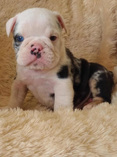 Cachorros Bulldog Ingles Disponible Macho Merle Exotico