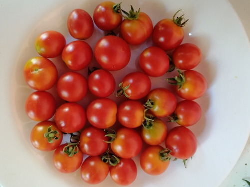 Semillas Tomate Cherry Para Cóctel 