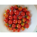 Semillas Tomate Cherry Para Cóctel 