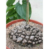 Dioscorea Planta Grande (20cm) 