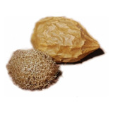 Esponjilla Luffa Para La Sinusitis Y Rinitis