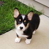 Perros Cachorros Corgi Galès De Pembroke Puppy Gales Dog